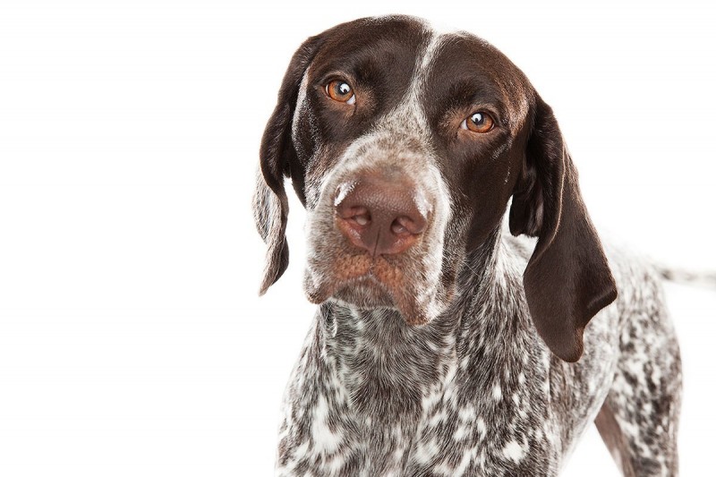 Keith Barraclough, German Shorthaired Pointer