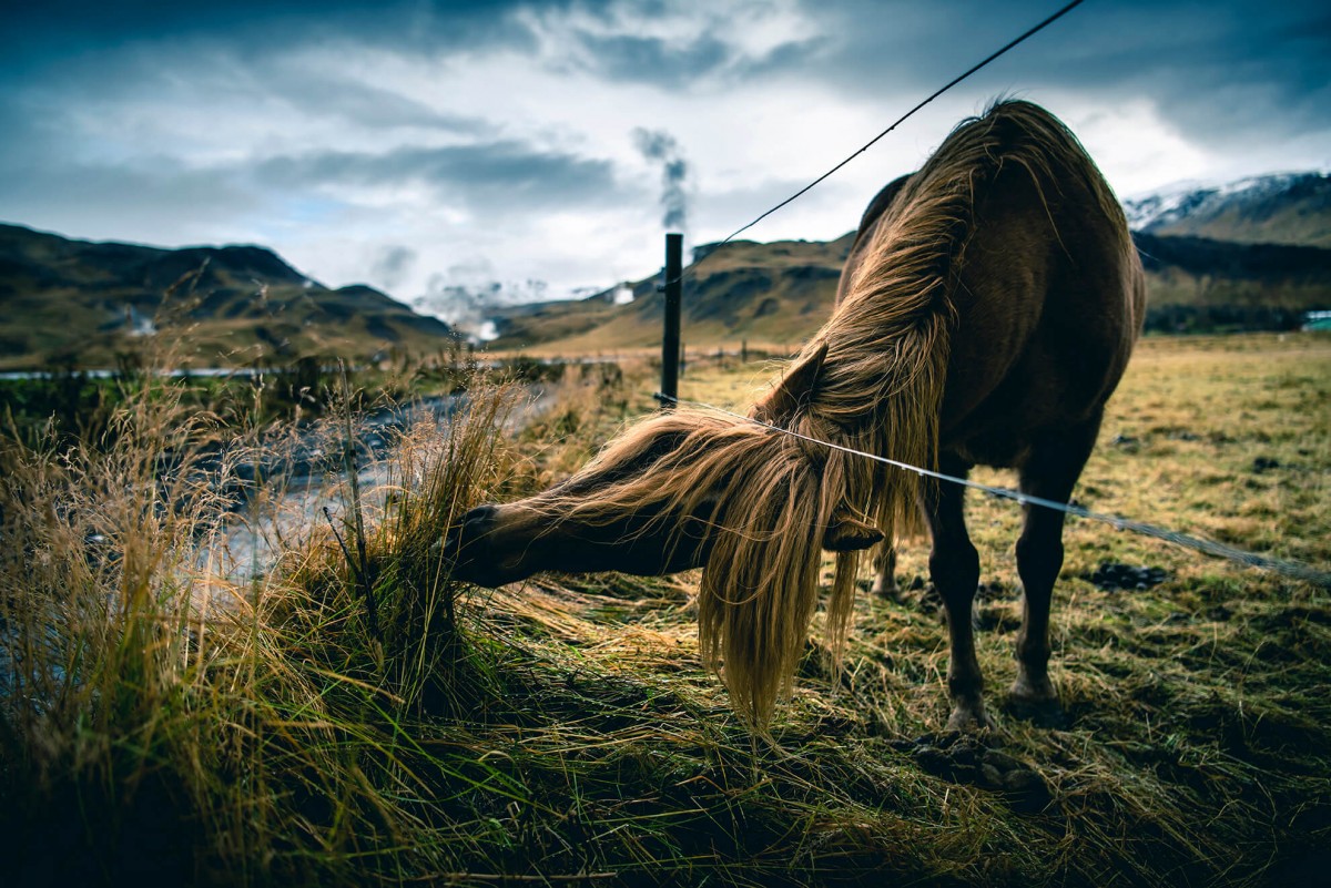 Iceland horse