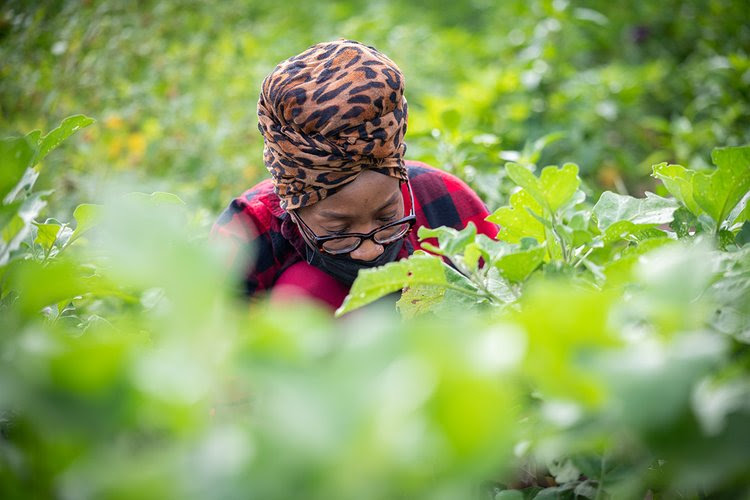 Female UGC farmer harvesting ripe vegetables